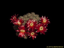 Sulcorebutia tarijensis ssp. carichimayuensis RH962-4 2081